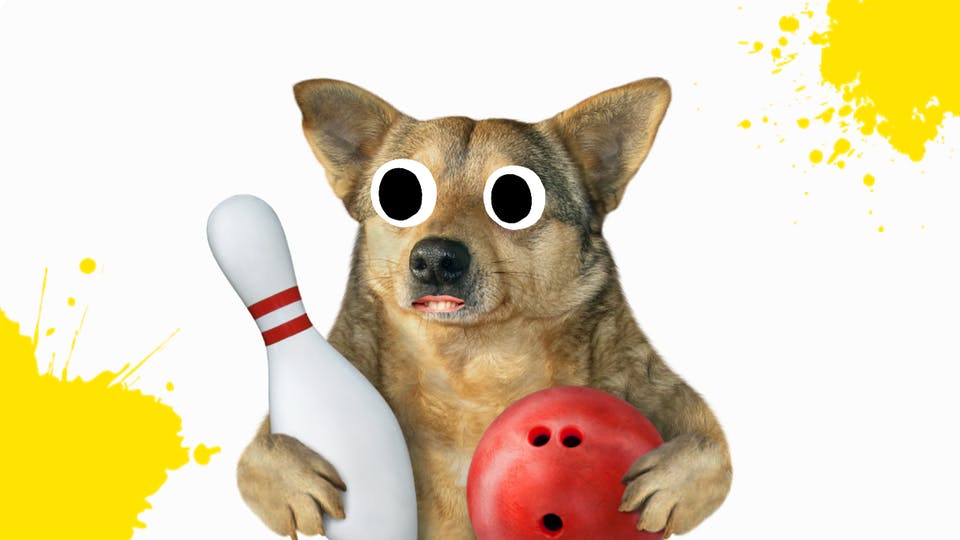 Bowling dog