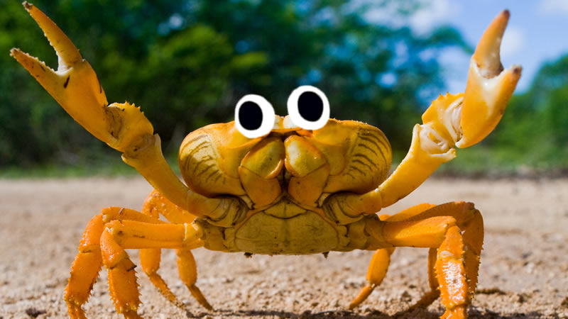 I've Got Crabs Fridge Magnet Funny Joke Animal Crab 