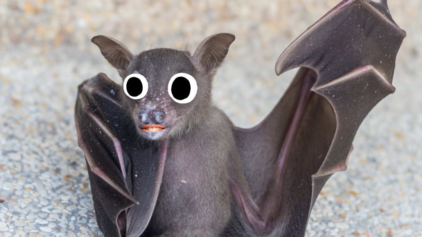 A bat, close up