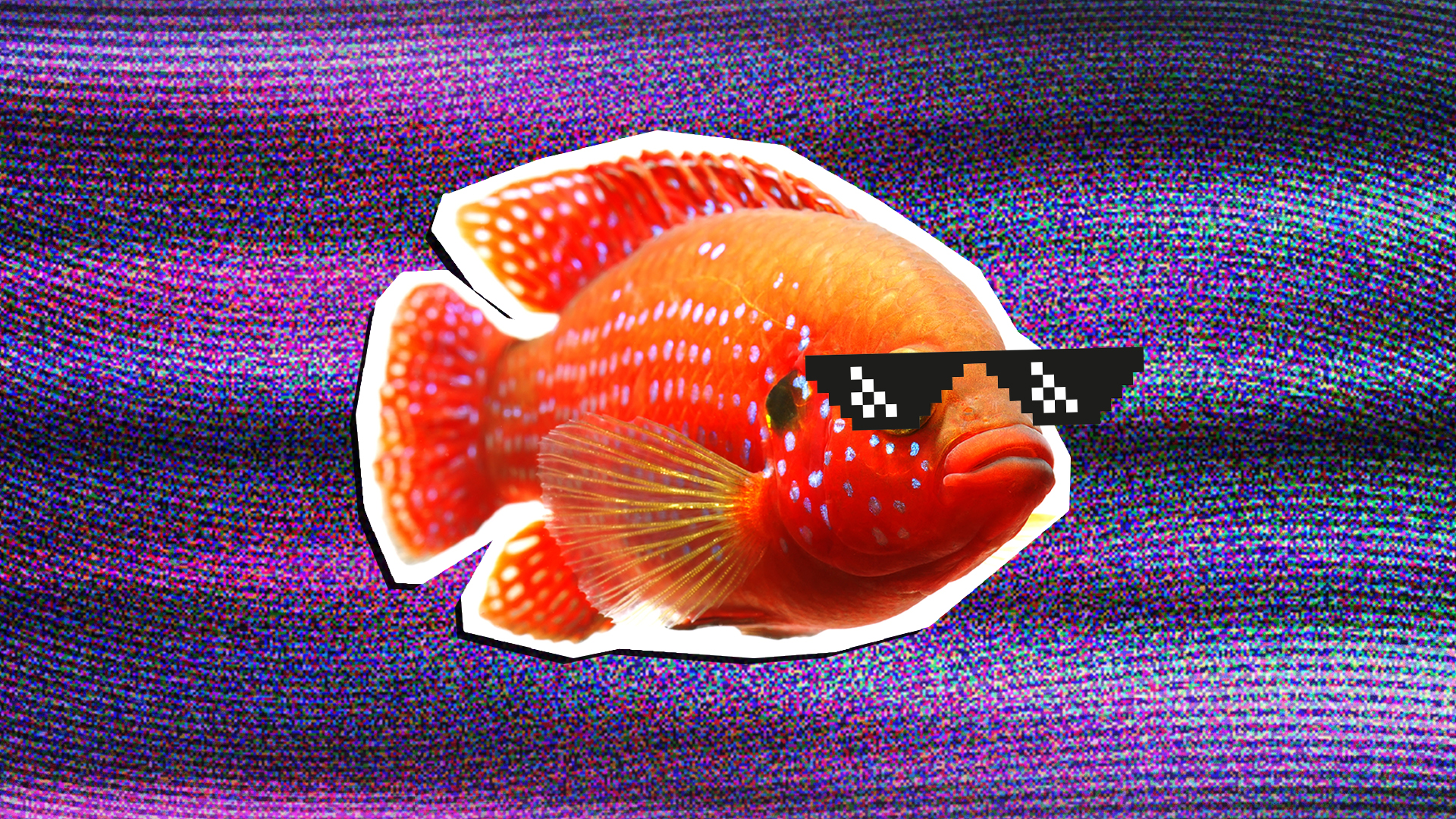A goldfish wearing sunglasses