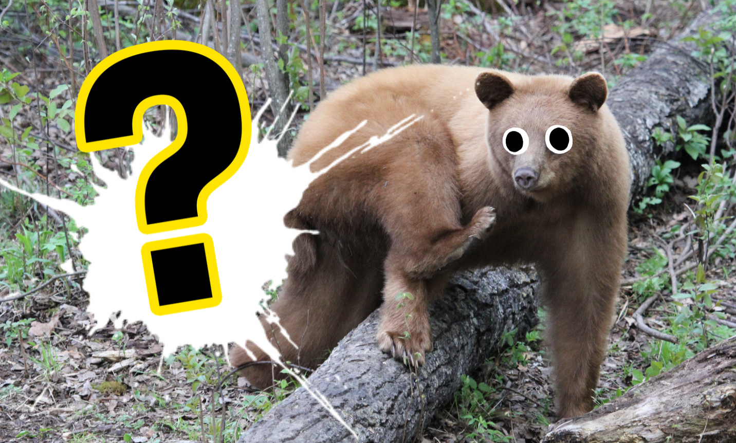 It's a picture of a real-life grizzly bear! Eek!