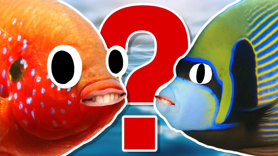 Fish quiz and answers