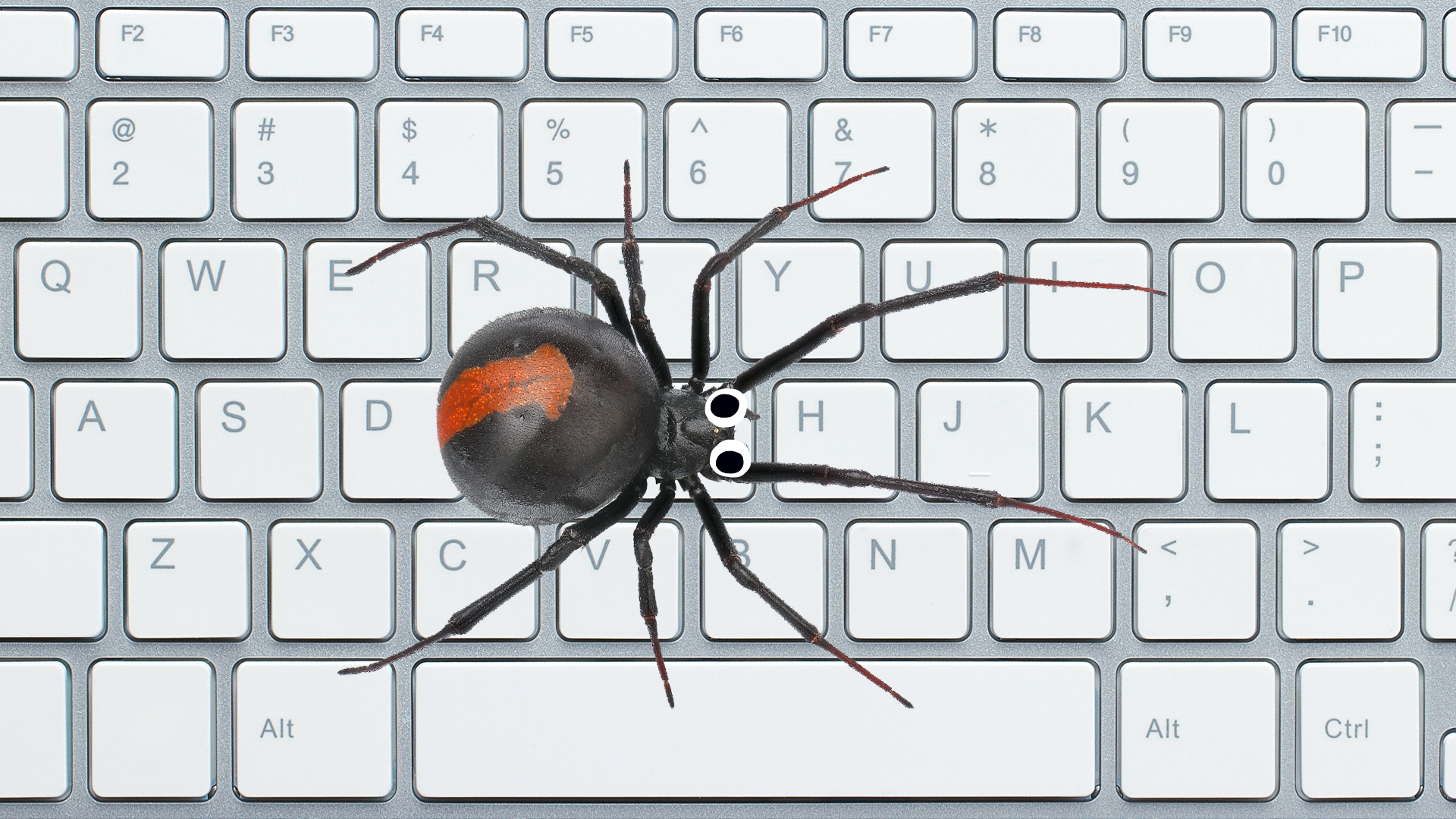 A spider on a keyboard