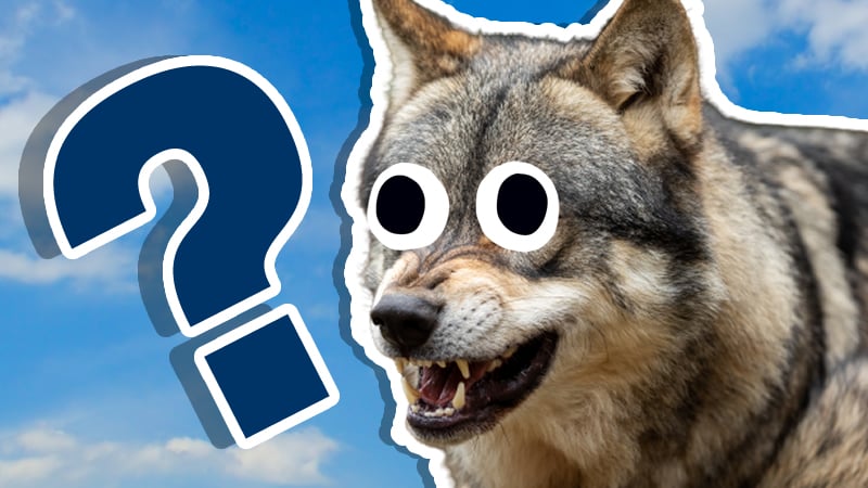 Wolf Trivia Quiz