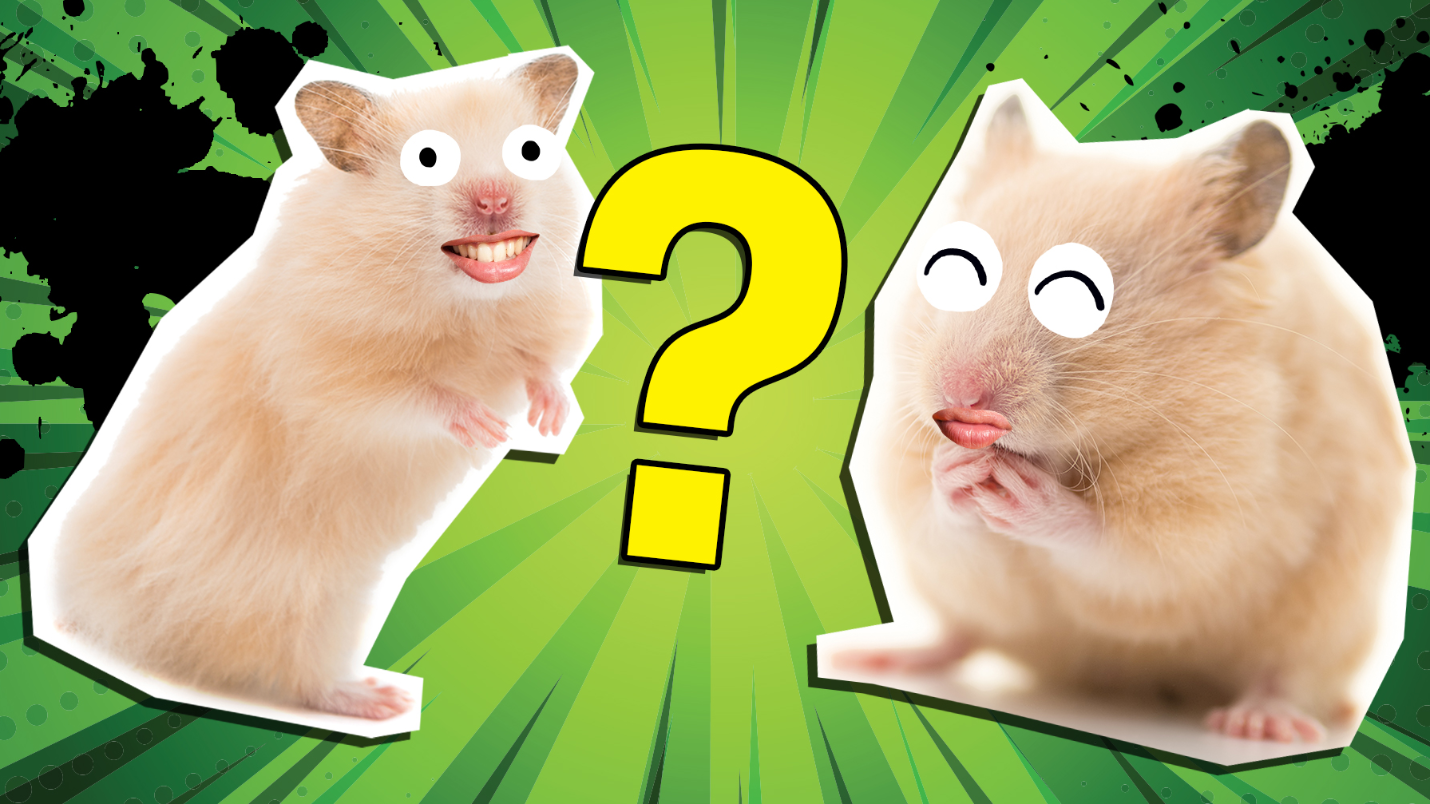 How Much Do You Know About Hamsters?