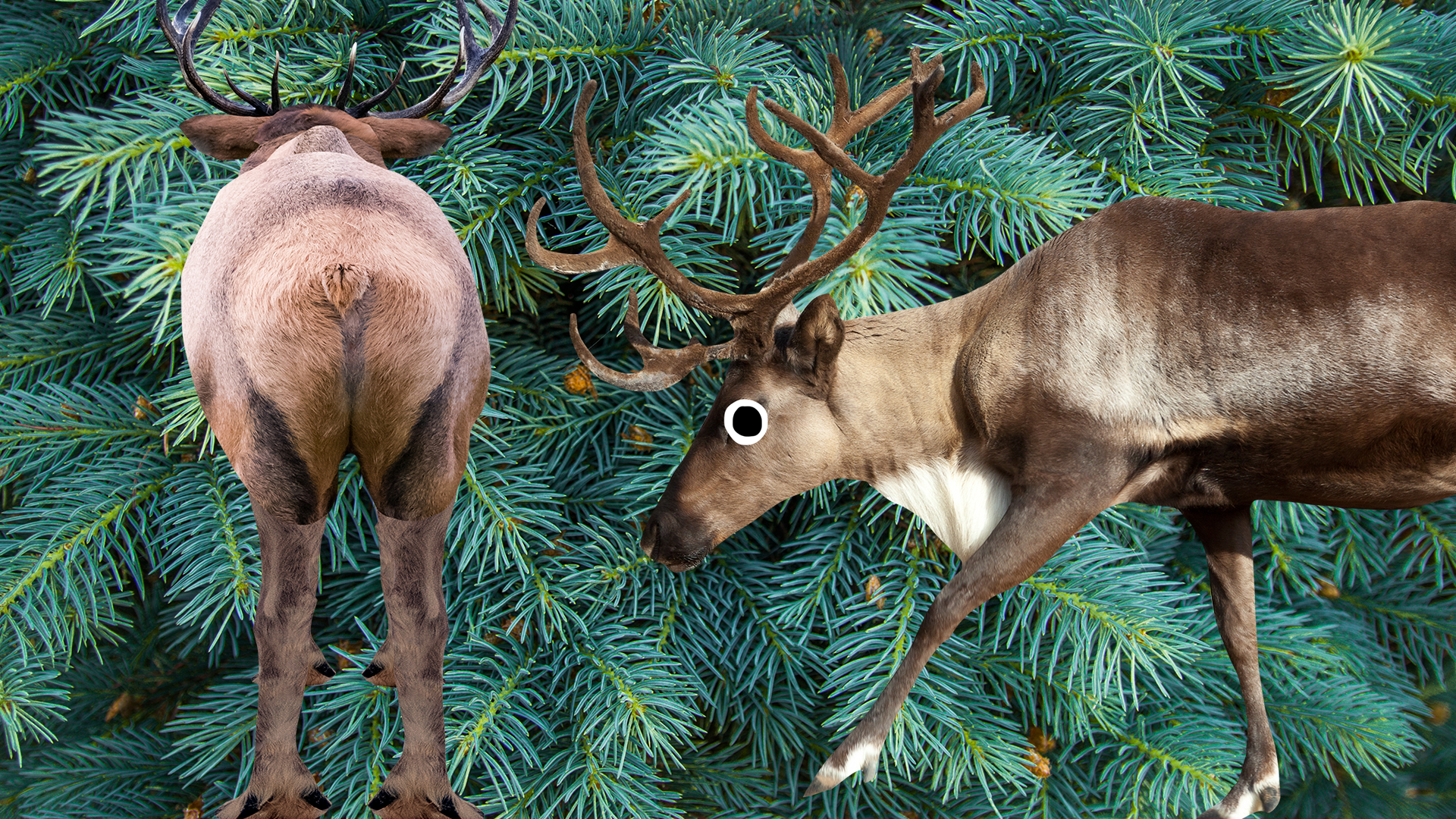 Reindeer on firtree background
