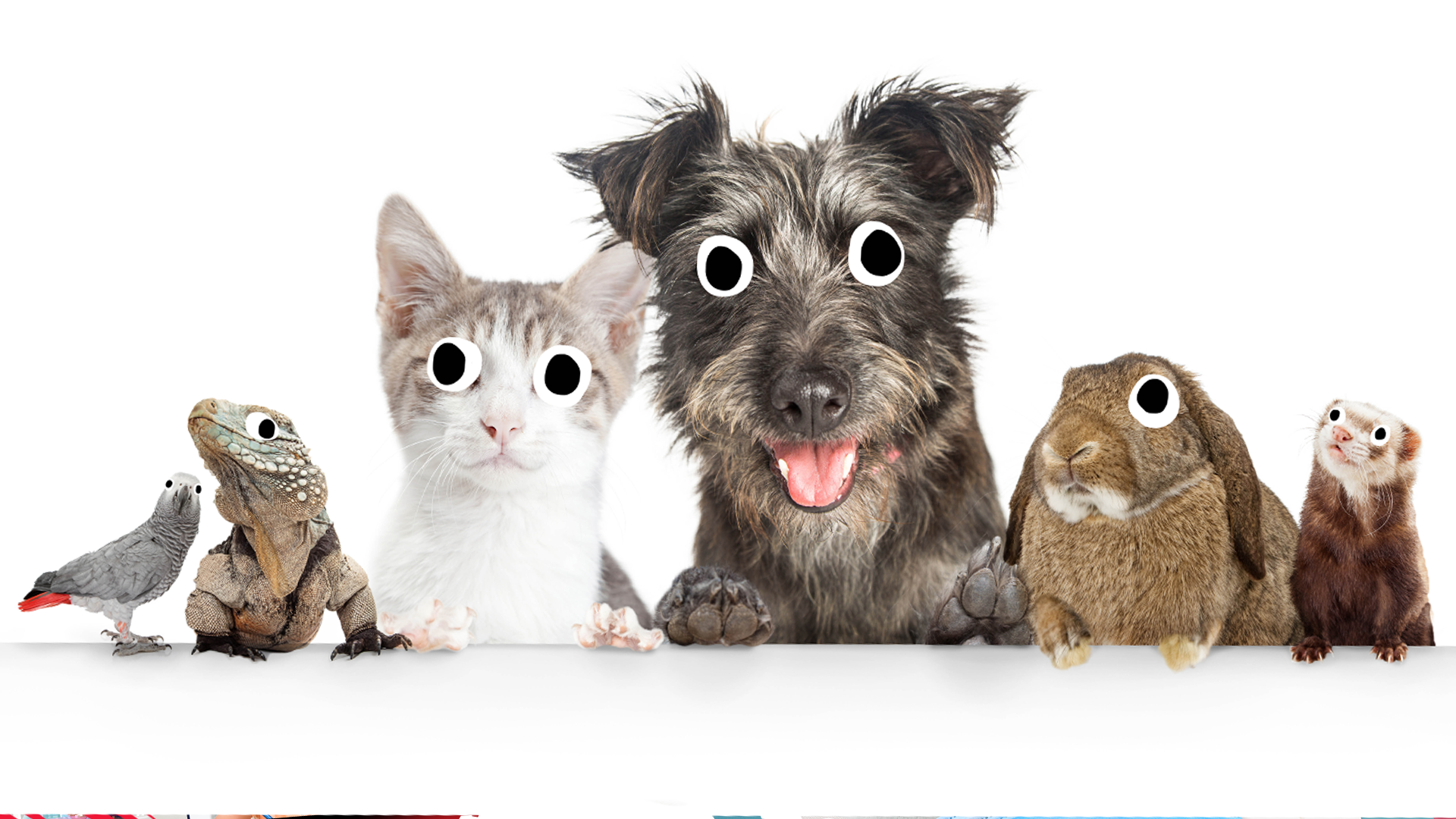 Budgie, lizard, cat, dog, rabbit and ferret 