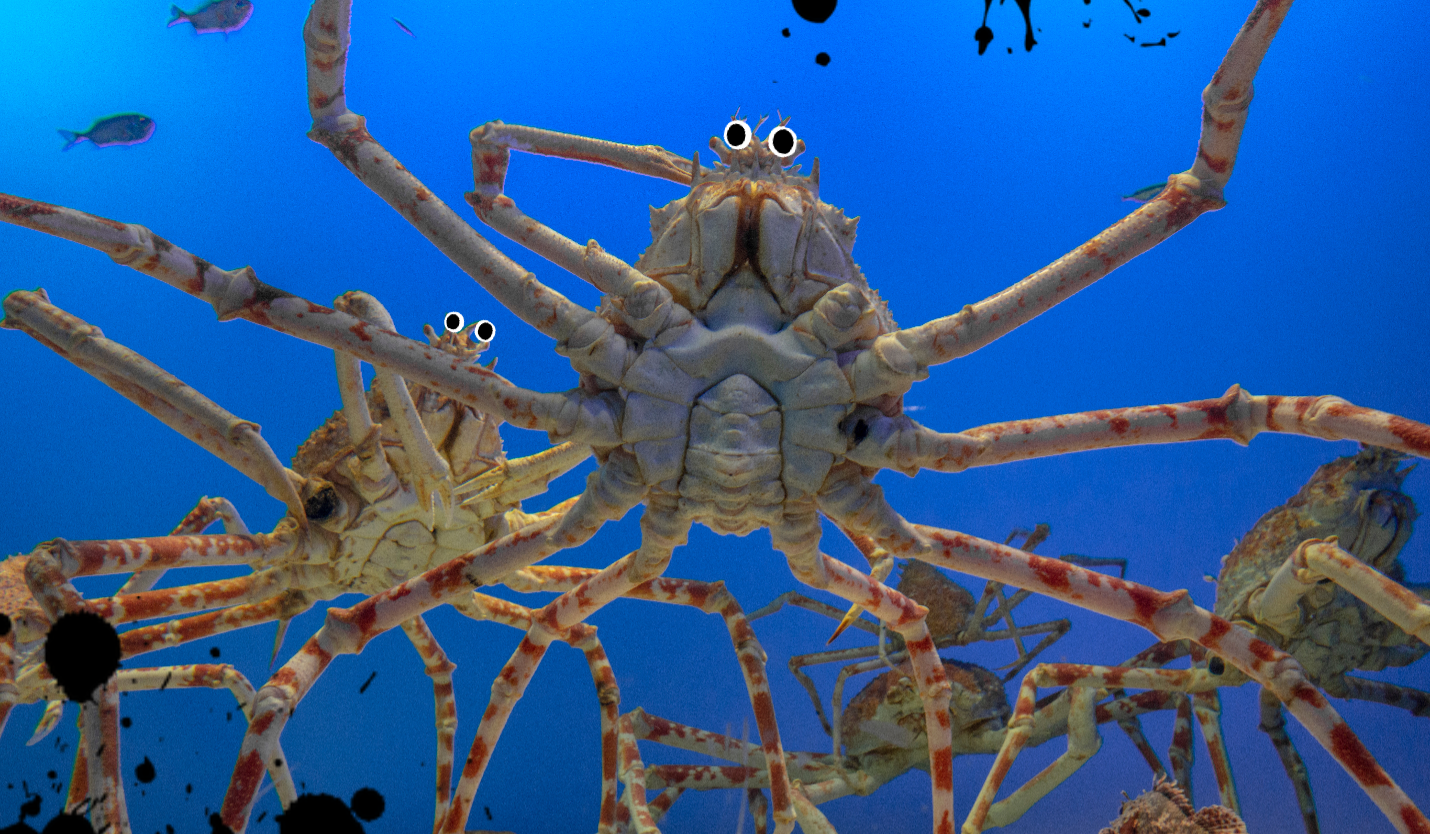 The Ultimate Crab Quiz Ocean On Beano Com