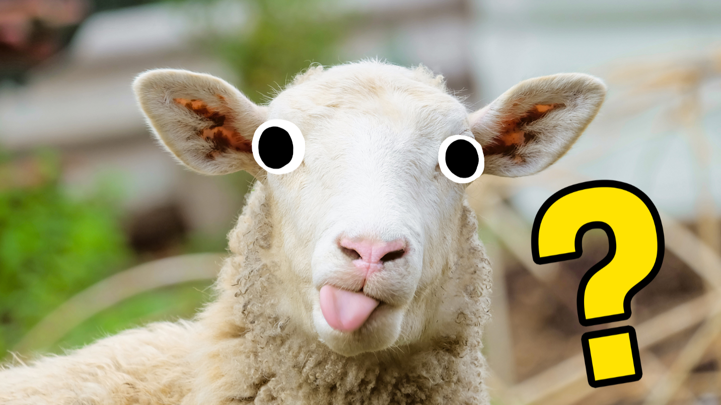 Sheep with its tongue out 