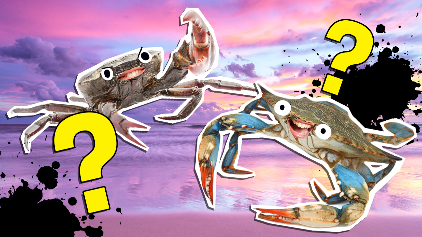 The Ultimate Crab Quiz!