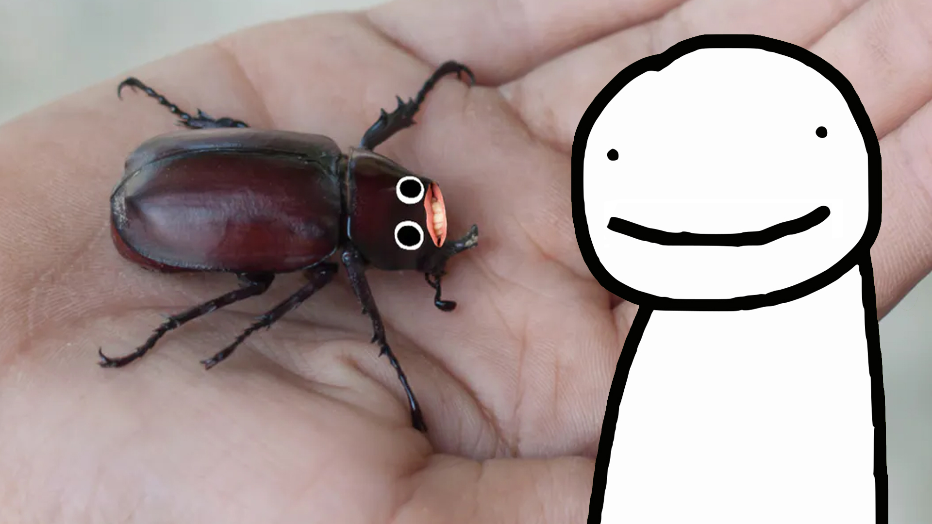 A big beetle in someone's hand