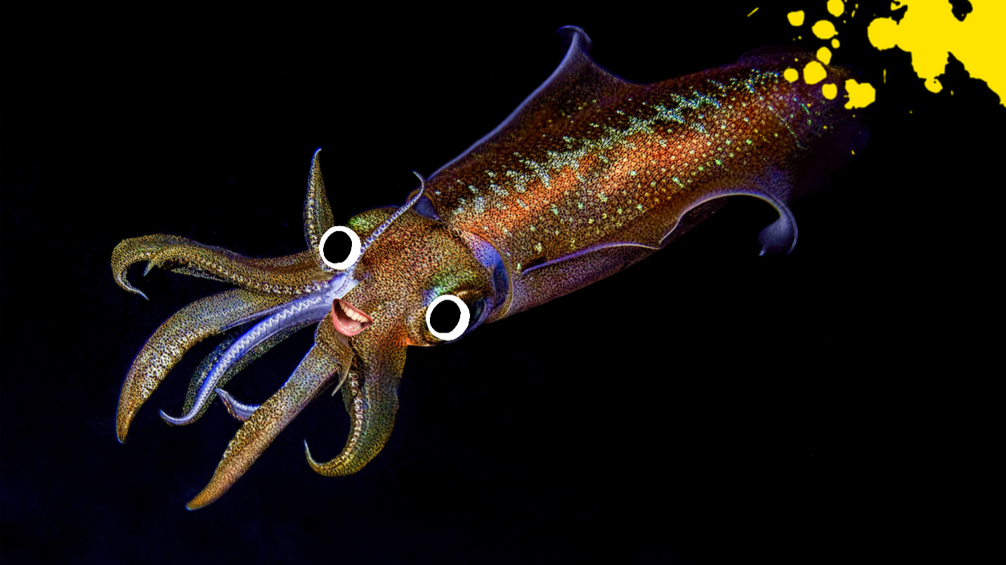 A squid