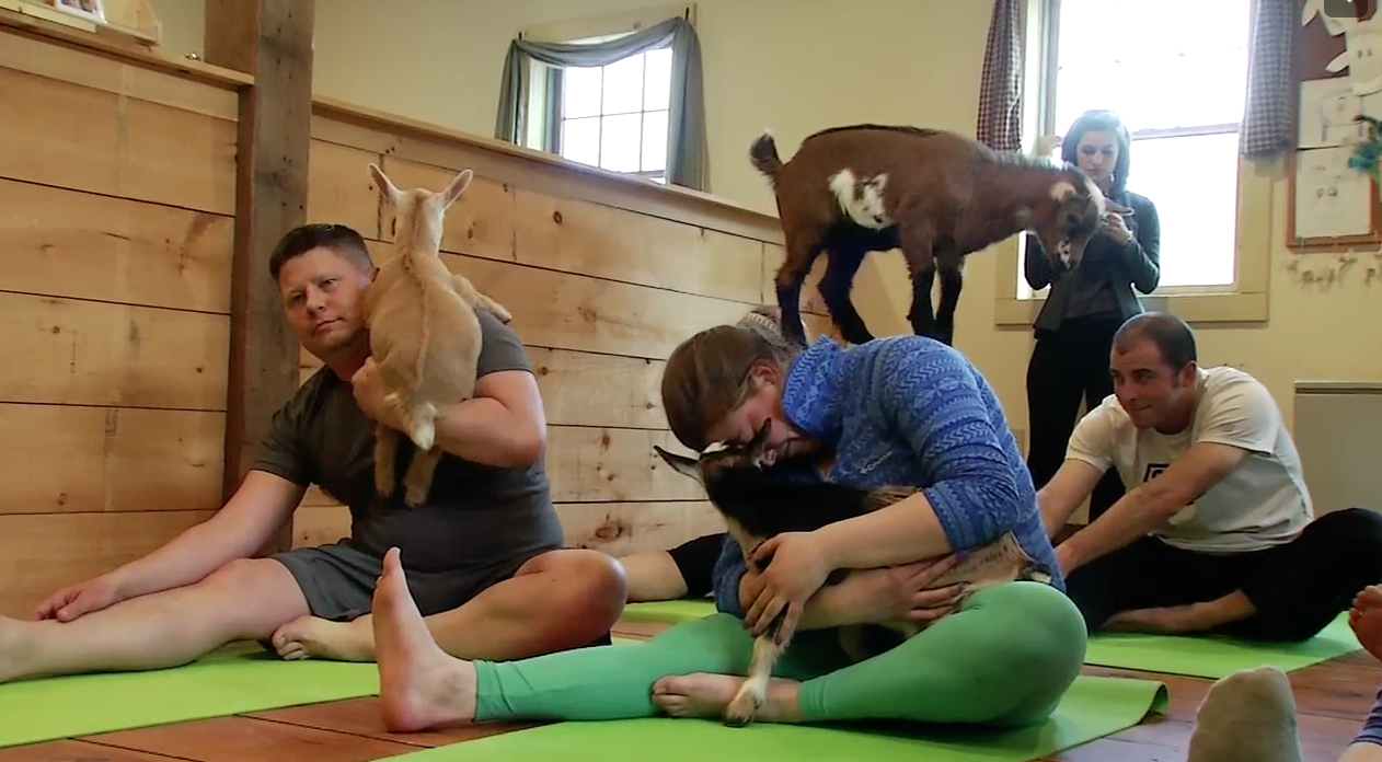 Baby goats doing yoga is a thing now