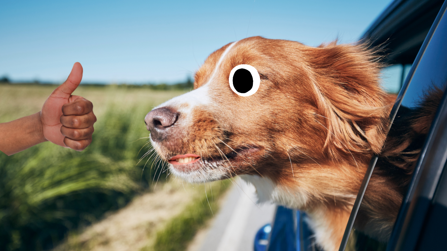 A dog looking out of a car window