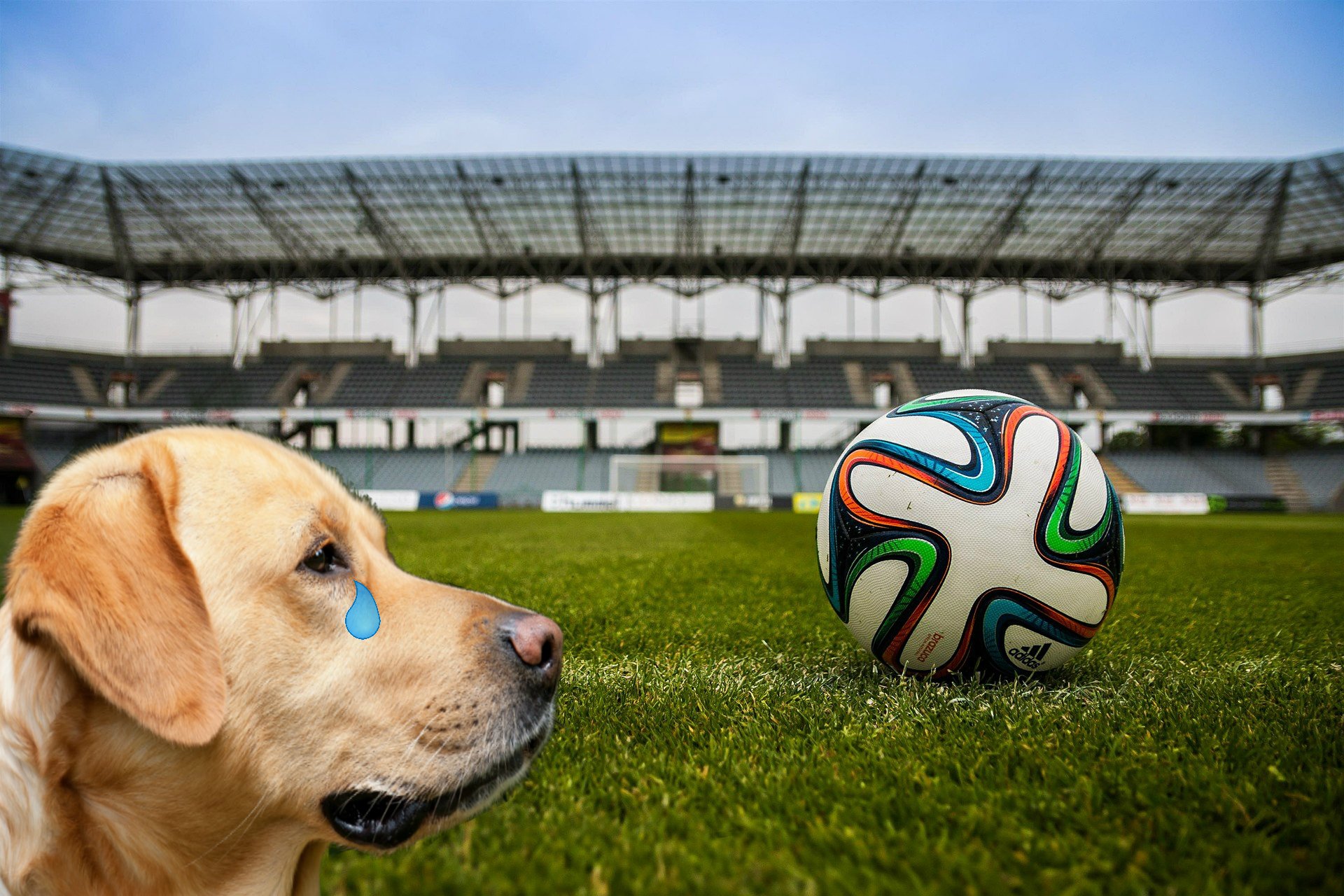 This is a dog looking at a football and feeling sad