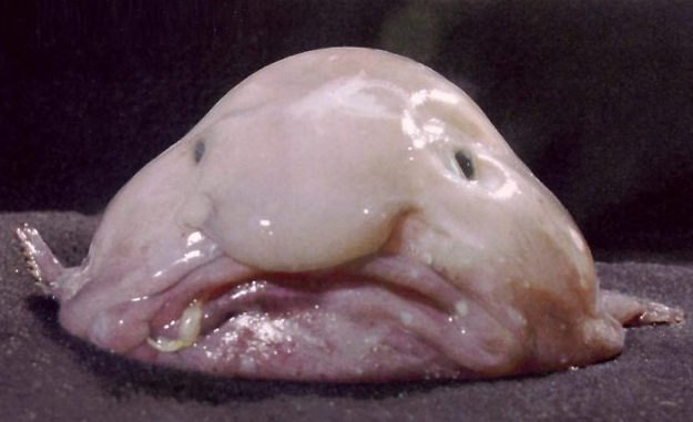 This is a blobfish