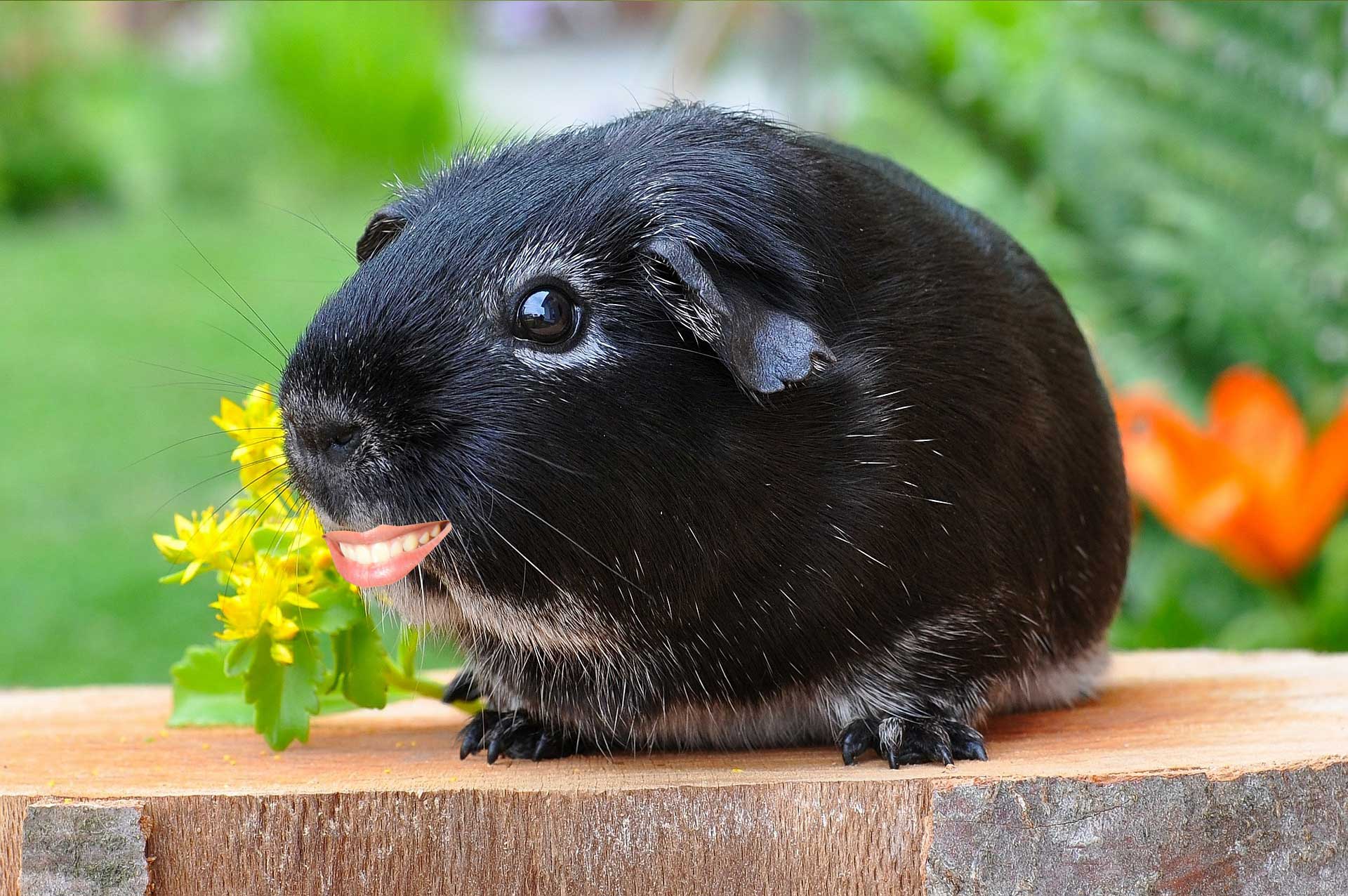 Guinea pig with human mouth