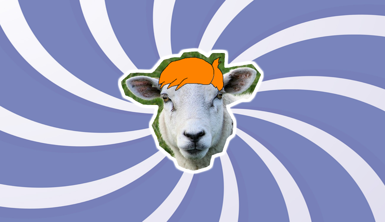This is a picture of a sheep with a fancy hairstyle